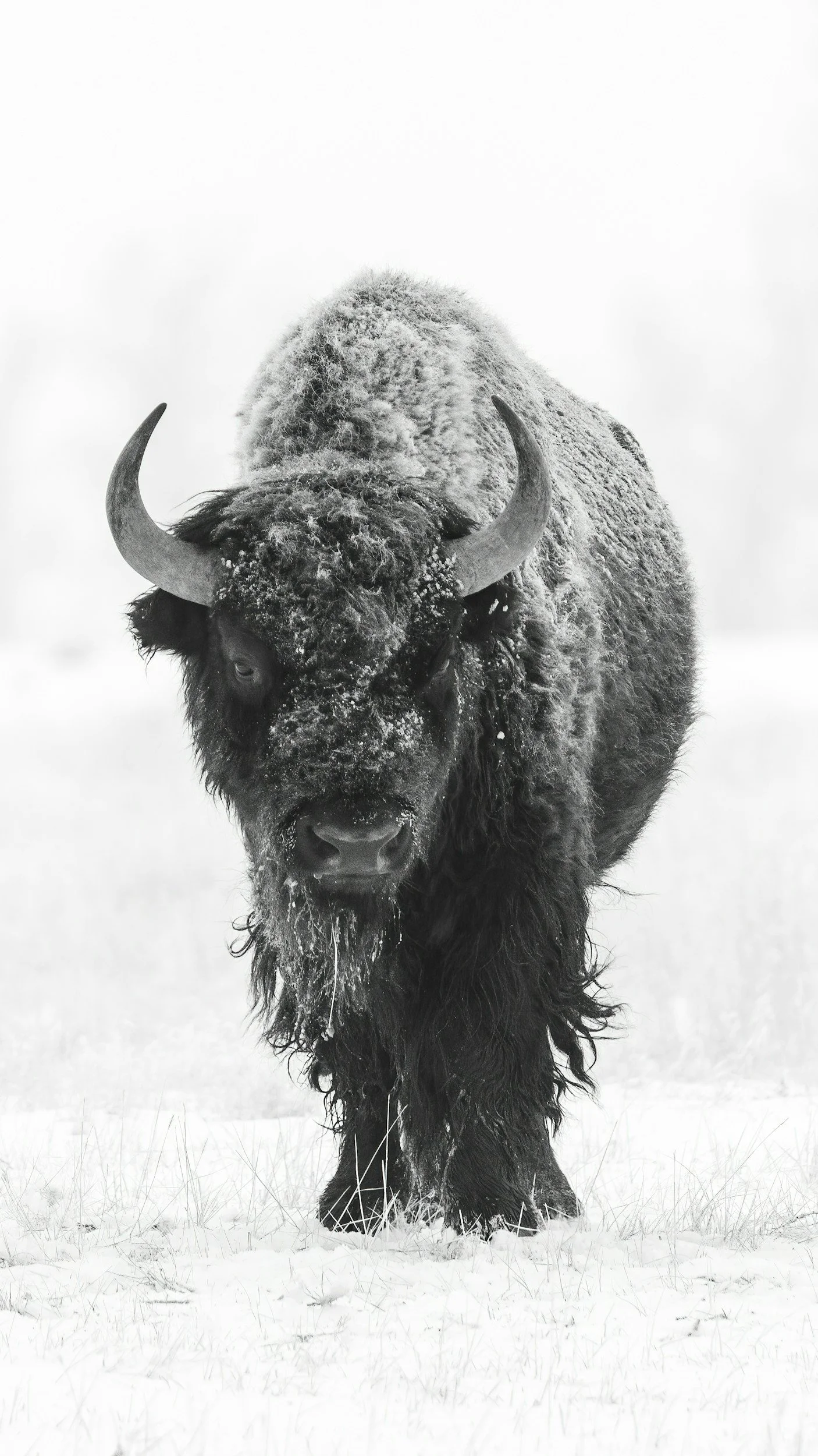 A lone bison walking through falling snow