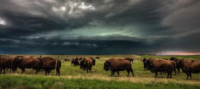 Bison herd grazing under a dark storm sky
