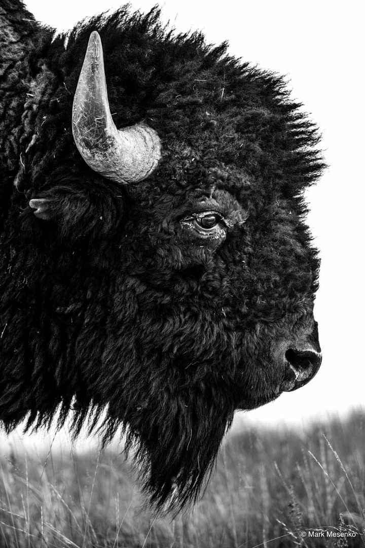 Black and white close-up of a bison's head and horn
