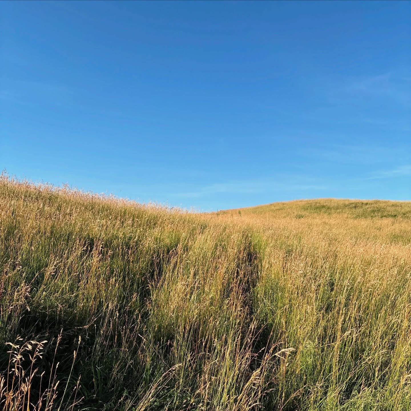 frolicking through the fields!