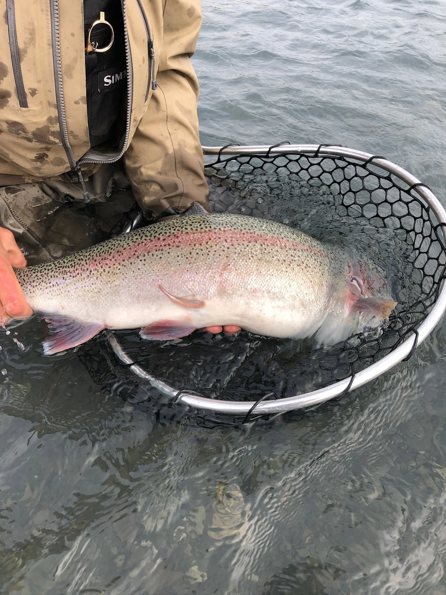 A person holding a large rainbow trout in a net above water.