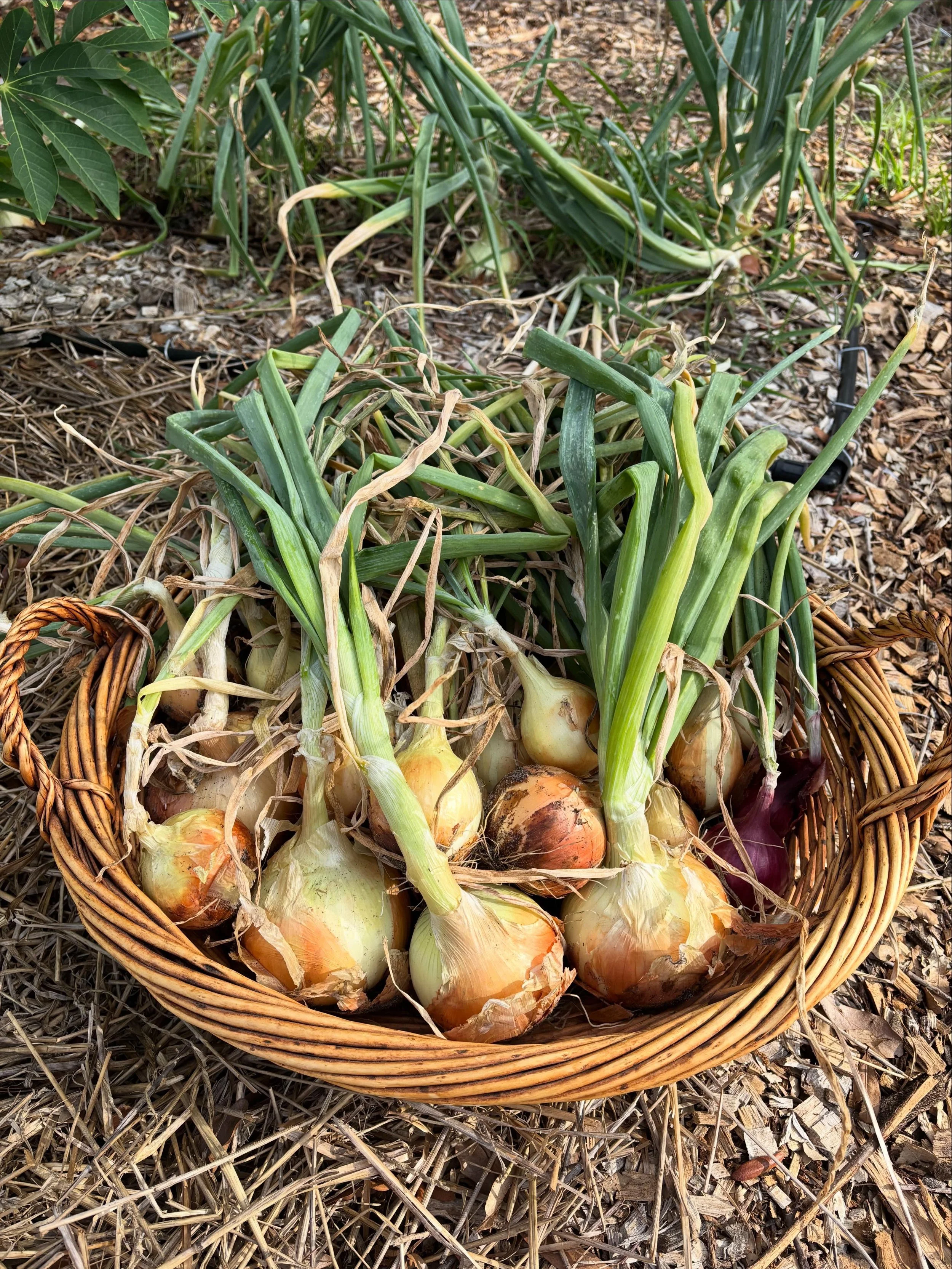 There&rsquo;s something deeply satisfying about pulling onions from the soil after months of quiet growth 🌱🧅

In just 2 days, I&rsquo;ve harvested over 20 onions from the garden &mdash; and there are still more waiting to be gathered this week. Onc