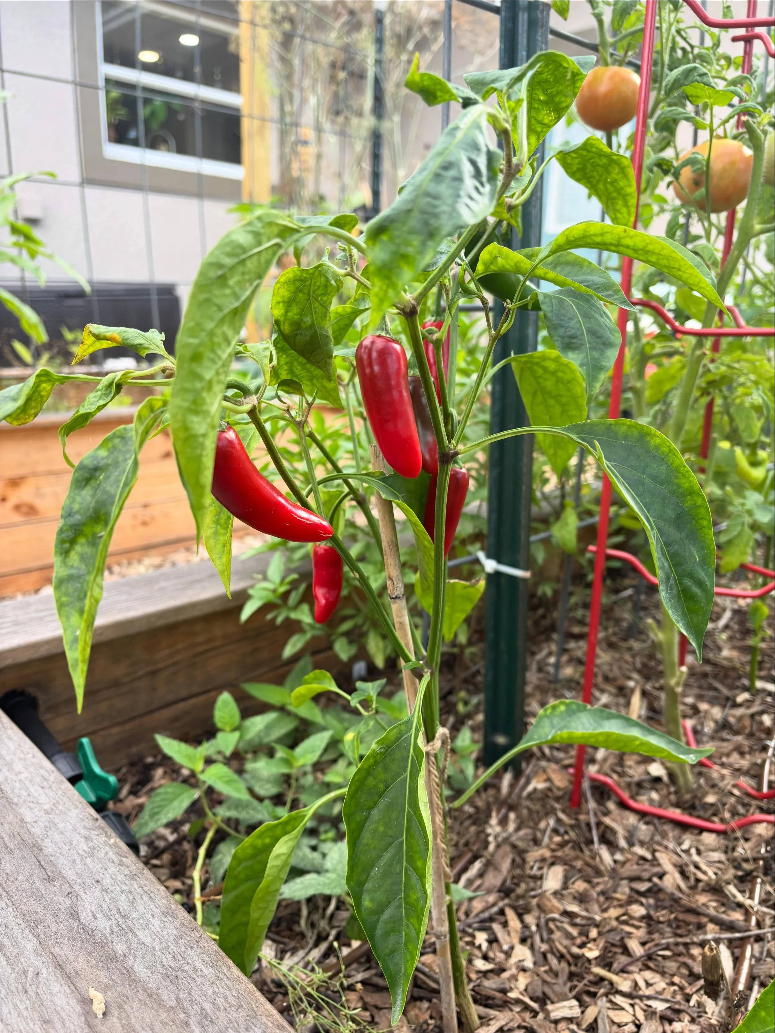 Peppers are one of my favorite crops to grow this time of year in Tampa 🌶️☀️

Right now my garden is overflowing with bell peppers, cayenne peppers, jalape&ntilde;os, banana peppers, Hungarian wax peppers, yellow peppers, and cubanelle peppers &mdas