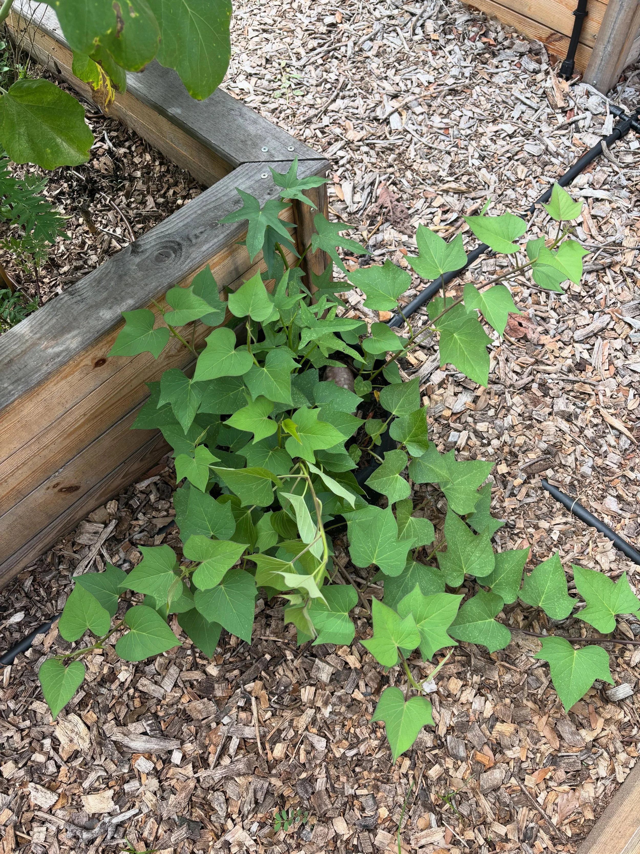 🍠 Sweet Potatoes: One Potato, Many Harvests 🌿

One of my favorite things about growing sweet potatoes is how easily a single potato can turn into dozens of future plants!

I start by planting one sweet potato in a small fabric grow bag or even a ca