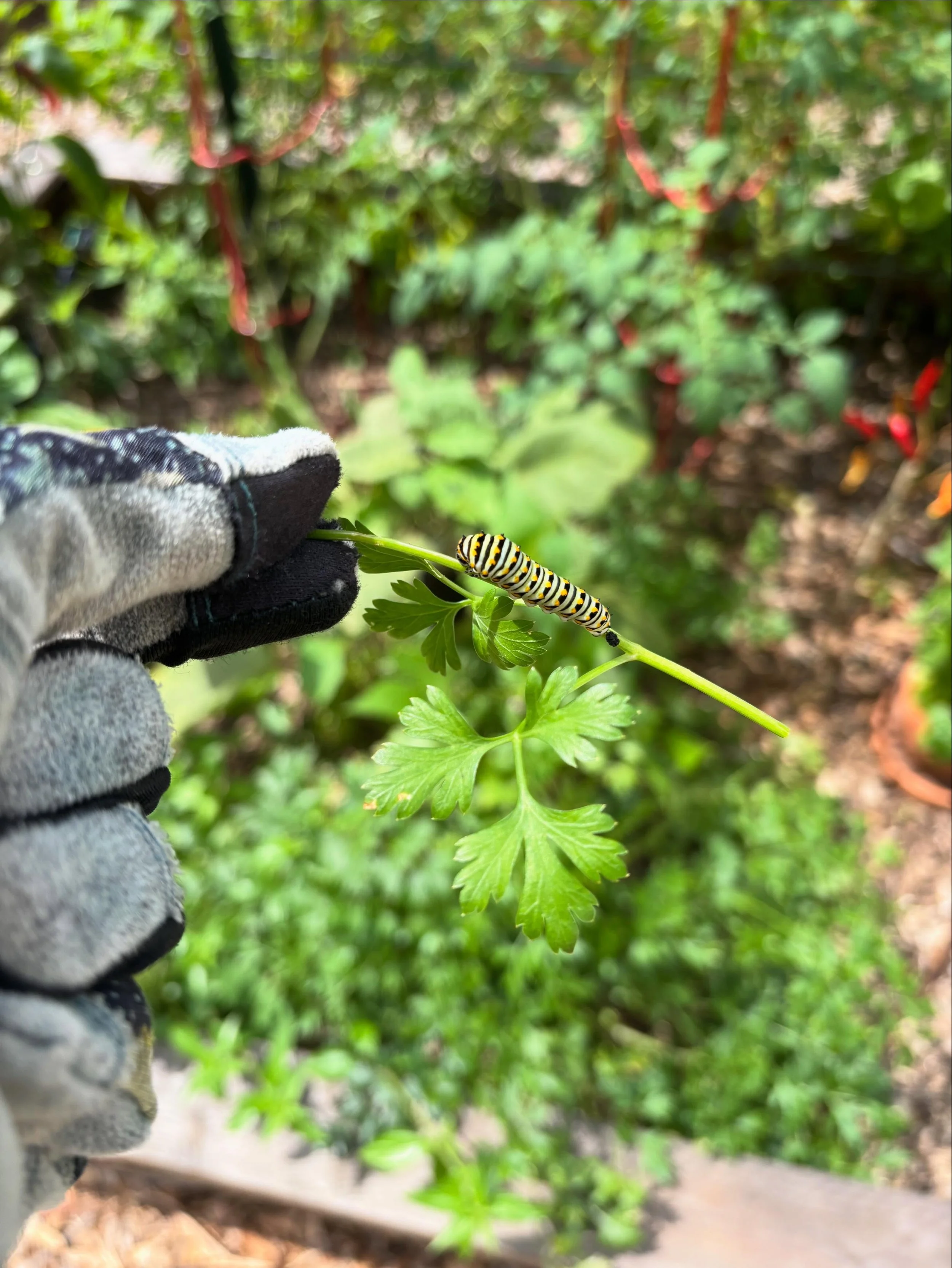 Friend or Foe? Meet the Black Swallowtail Caterpillar! 🦋🌿

One of the most common mistakes beginner gardeners make is spotting chewed leaves and immediately reaching for a solution to get rid of the culprit. But not every hungry visitor is a pest!
