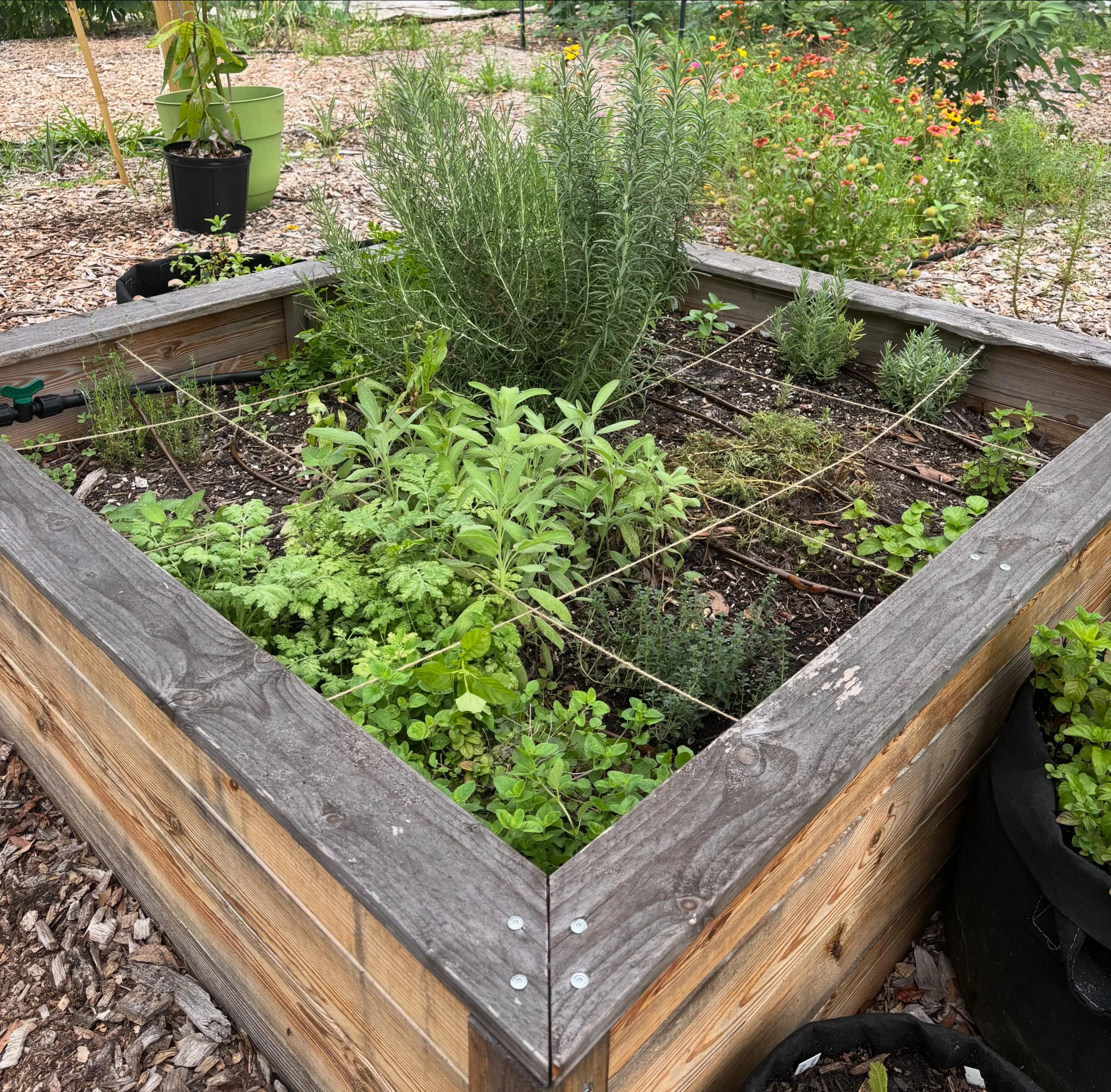 🌿Summer Garden Refresh &amp; Exciting News

Yesterday was all about breathing new life into my 4x4 culinary kitchen garden.

I spent the morning weeding, restoring my square foot gardening grid, and giving back to the soil by chop-and-dropping last 