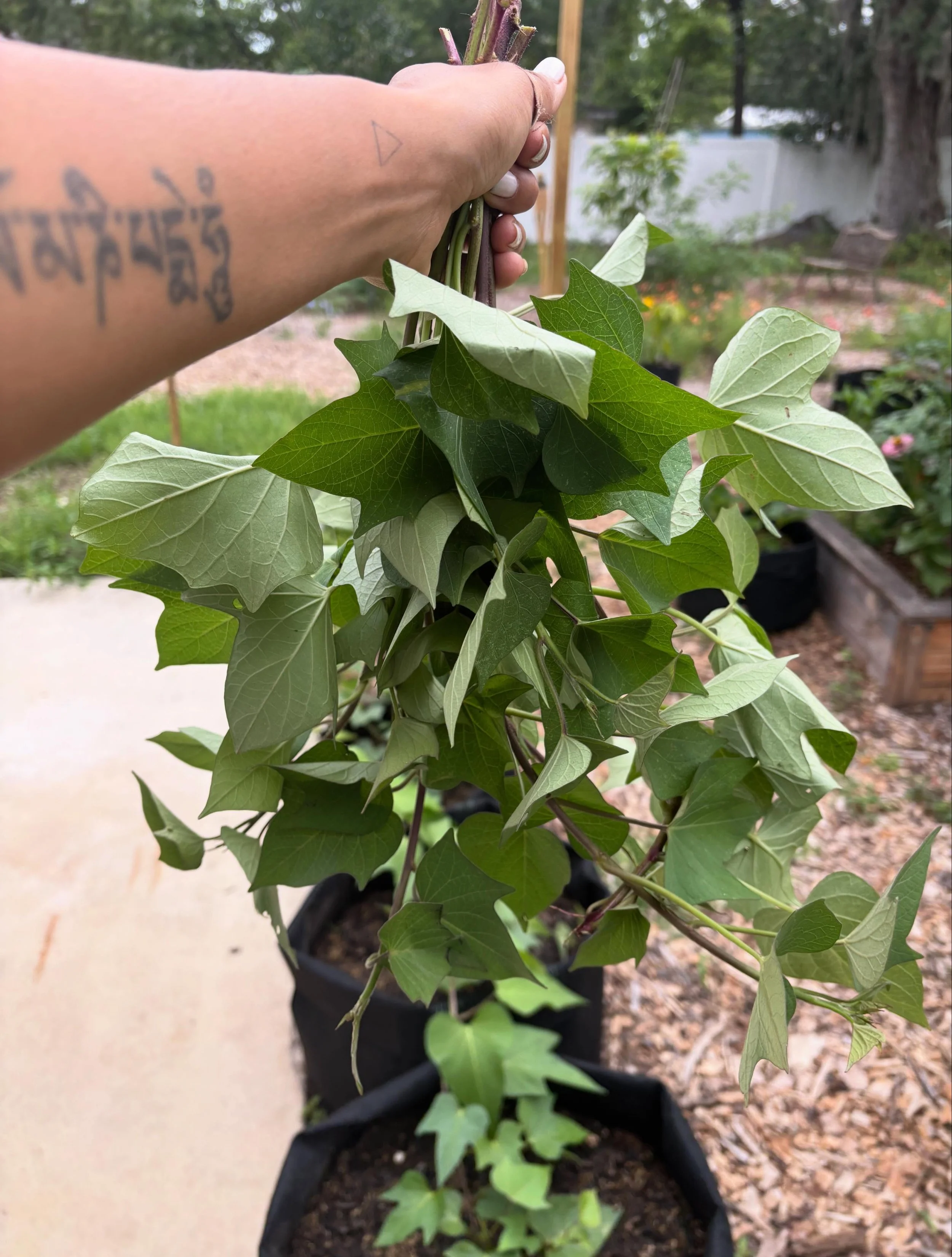 🍠 Organic Garnet Sweet Potato Slips Available! 🌱

My Garnet sweet potatoes have been producing an abundance of healthy slips, and I&rsquo;d love to share them with fellow gardeners in our community!

✨ $10 for 5 rooted organic Garnet sweet potato s