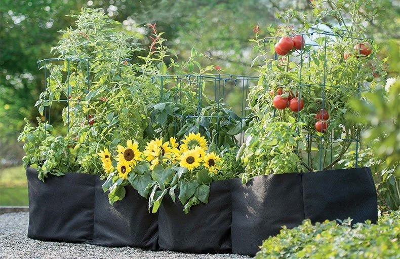 Container garden with tomato plants, blooming sunflowers, and trellises in black fabric grow bags