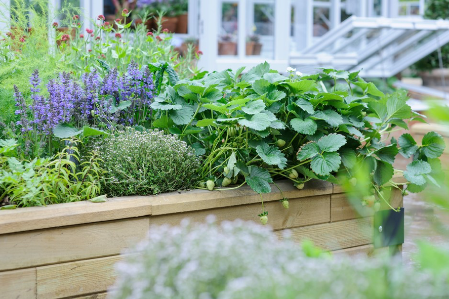 Gardenary.Herb Garden 1.png
