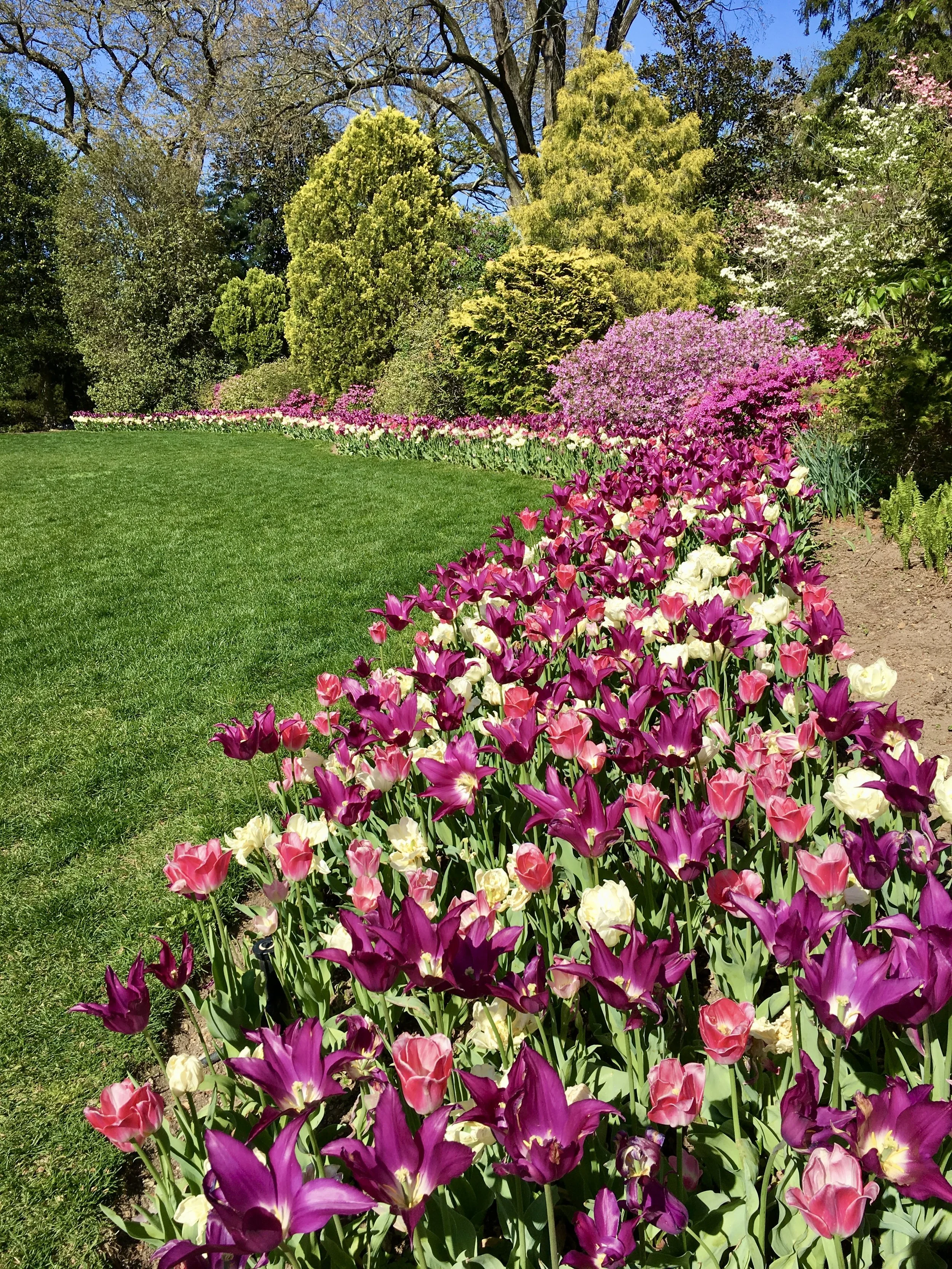hillwood tulips.jpg