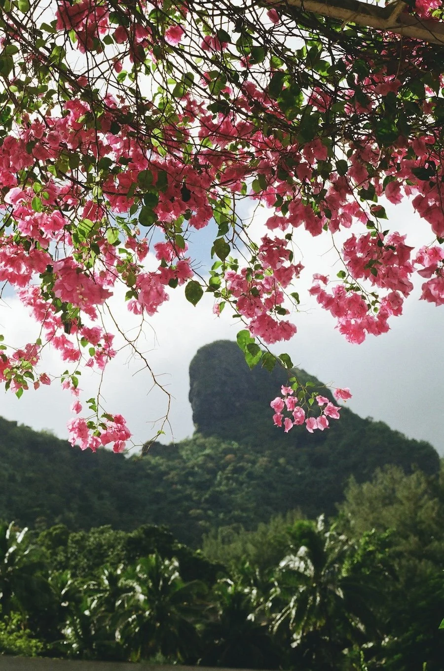 Get the social playbook by Meg Bradyhouse