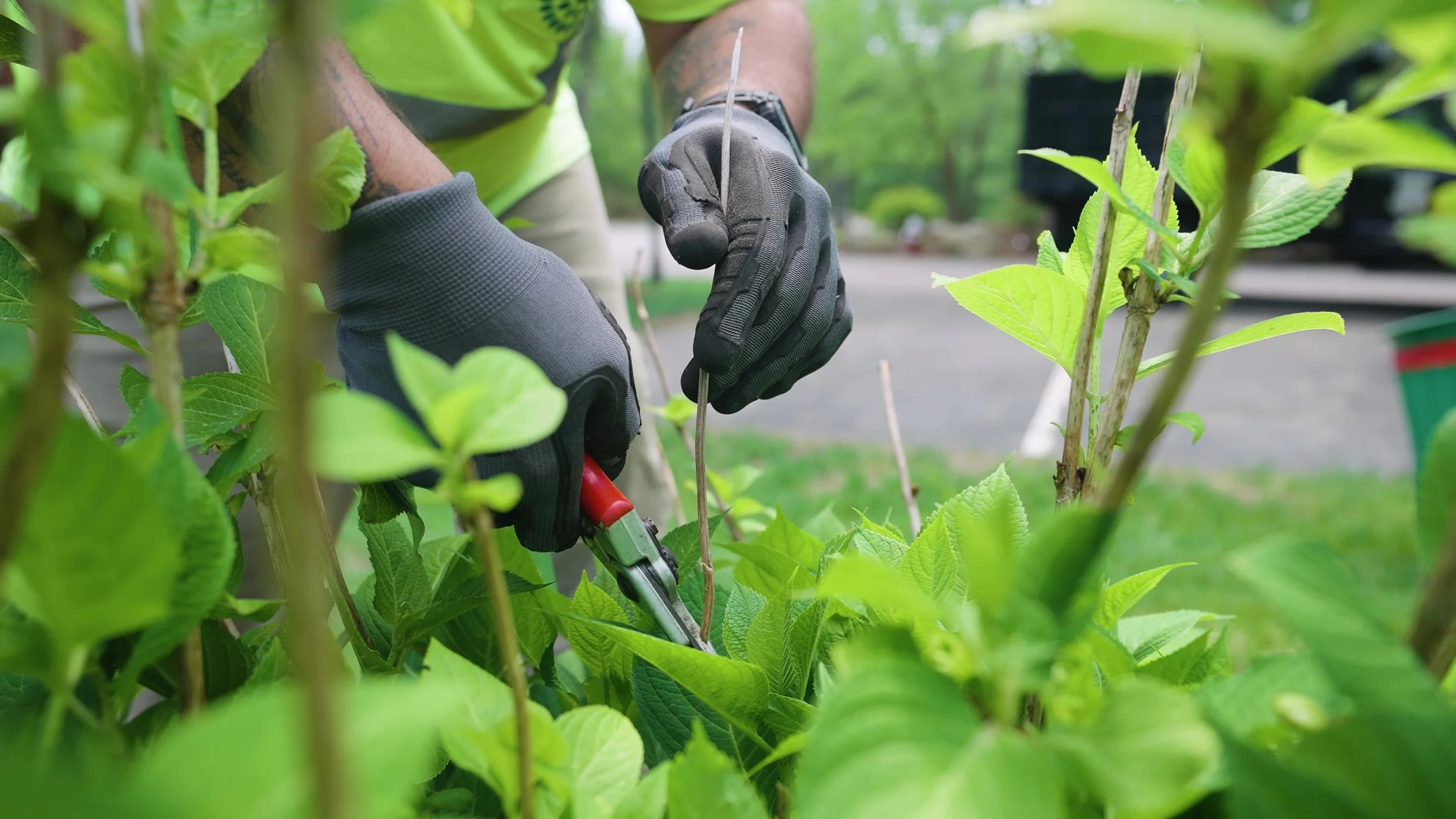 Pruning for commercial landscaping project in Norwell, MA