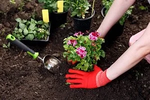 5 Tips for Home Gardening Beginners