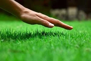 Tips on Lawn Care for Cool Season Grasses