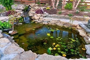 What to Know Before Getting a Koi Pond Installed