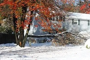 Tree and Plant First Aid After a Bomb Cyclone