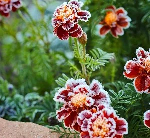 What To Do After a Frost Hits Your Garden