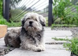 Improving Your Pets’ Lives Through Landscaping
