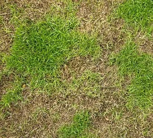 Lawn Damaging Pests in Spring