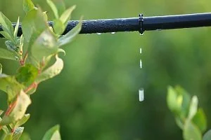 Summer Watering Tips Including Drip Irrigation