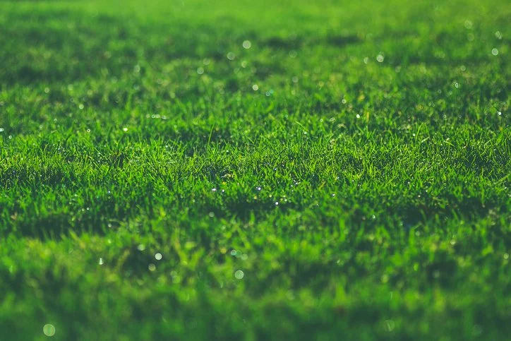 All about Grass: How to Get the Perfect Lawn