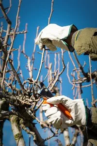 Winter Pruning: When Should I Prune?