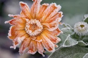 How to Protect Your Plants from Frost Damage