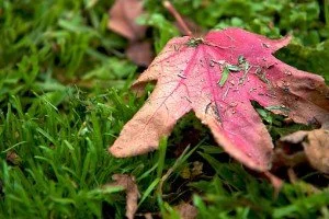Mowing Leaves for a Healthy Lawn