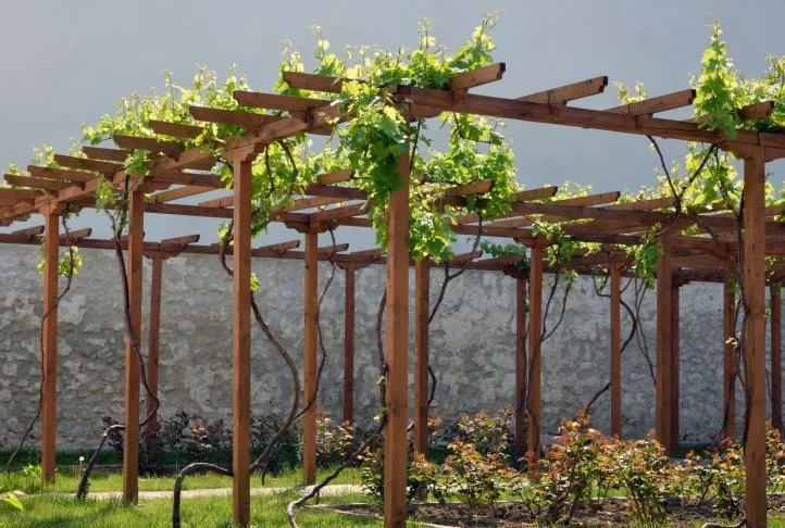 Easier than You Think: Training Grape Vines
