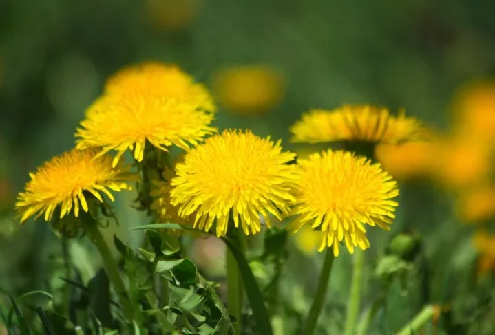 Identifying Different Types of Weeds in Your Lawn