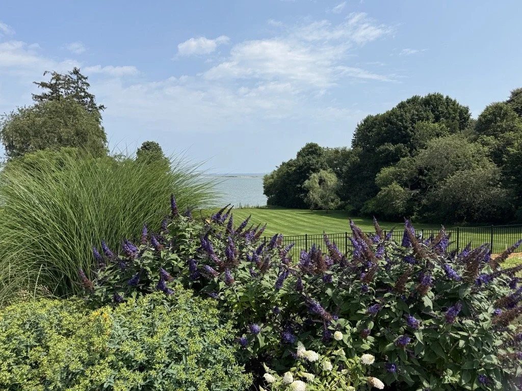 Garden with purple flowers and manicured lawn