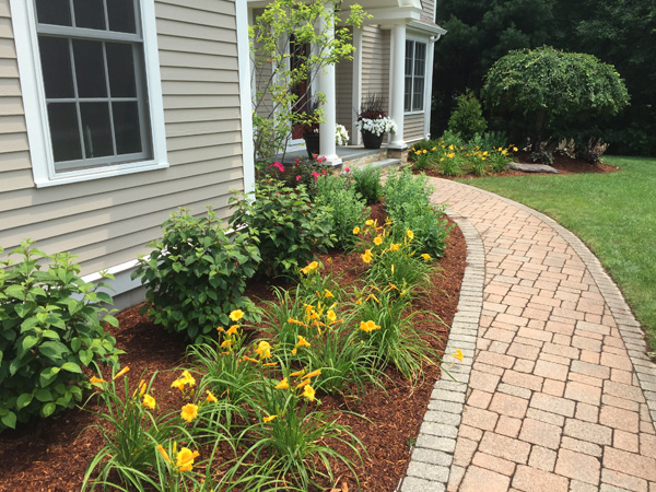 Flower bed with yellow flowers and bushes beside a curved brick walkway in front of a beige house with white trim.