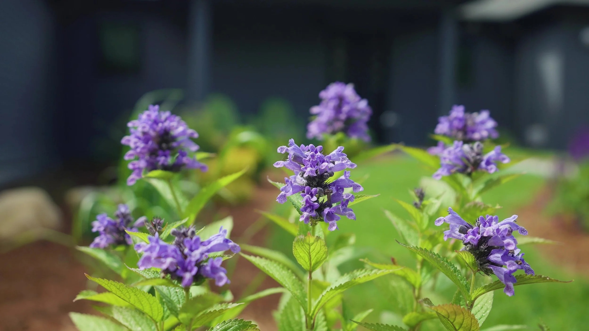 Purple flowers