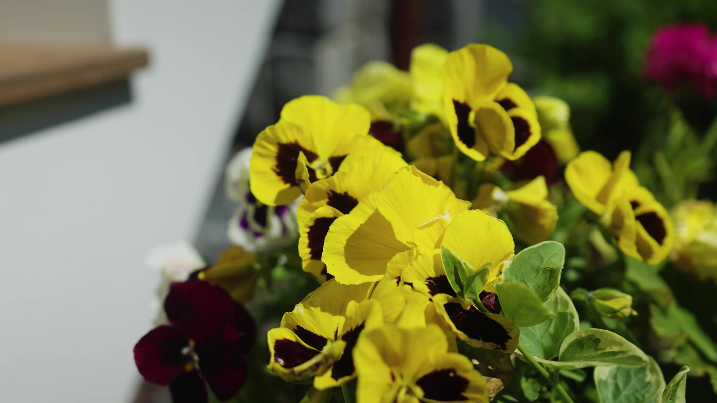 Pretty yellow pansies in Eastern MA landscaping project