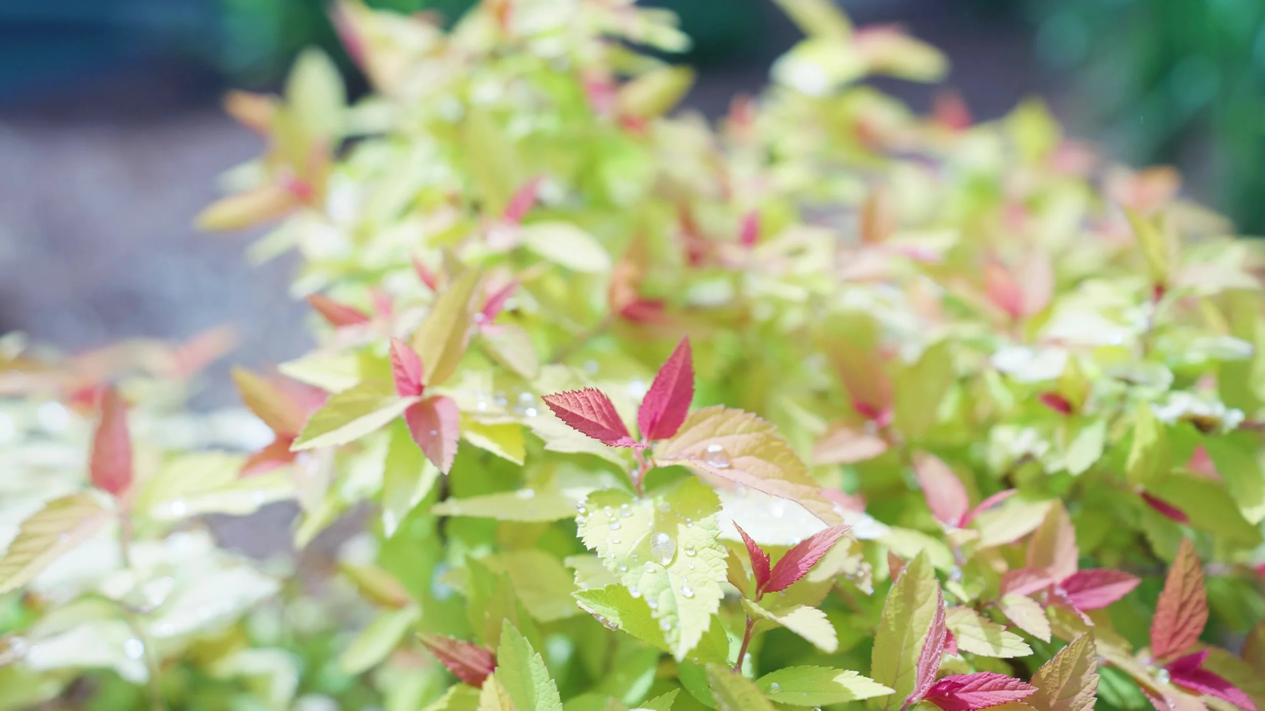 Horticulturalists in Pembroke, MA
