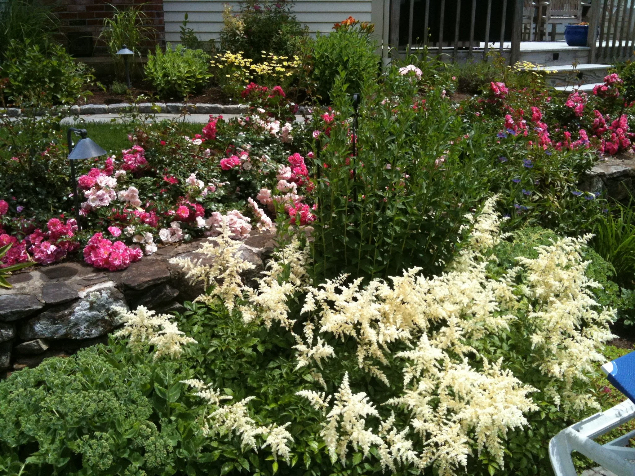 A garden with colorful flowering plants, including pink and white roses, white astilbe, and various green shrubs, bordered by a stone wall and a wooden deck.