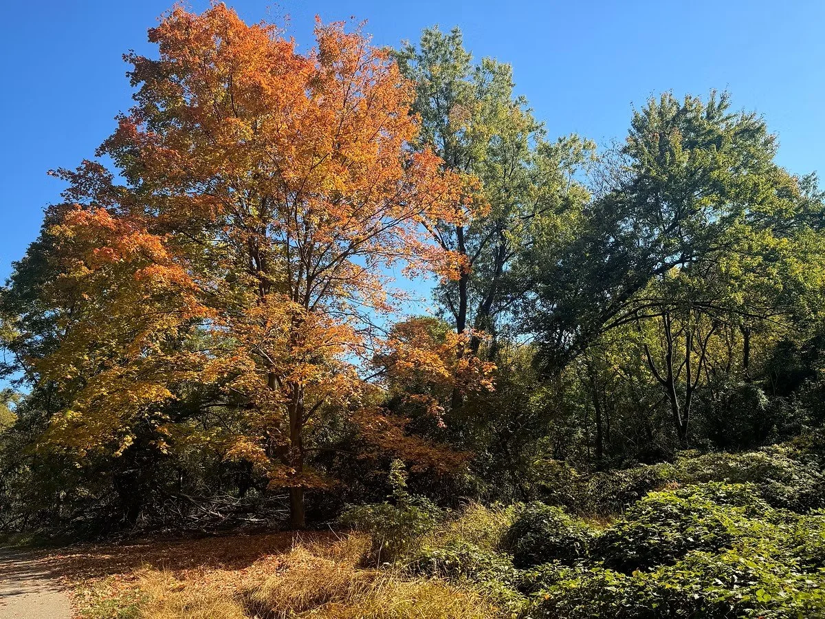 A scenic view of trees with green and orange autumn foliage against a clear blue sky in a forested area.