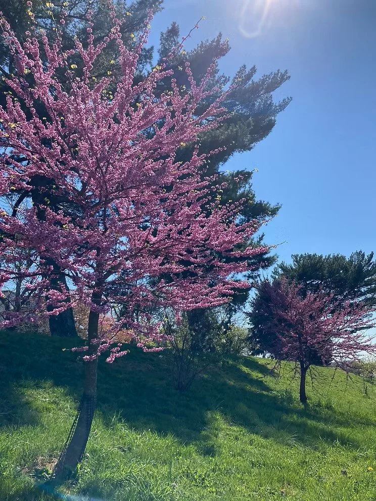 Pink flowering trees on a grassy hillside under a bright blue sky with the sun shining.