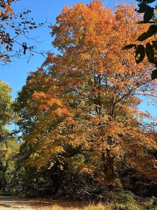 Tall tree with autumn orange and green leaves against a clear blue sky, surrounded by other trees and fallen leaves on the ground.