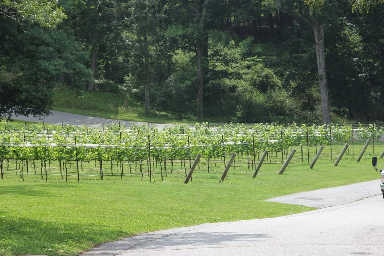 Vineyard with rows of grapevines supported by trellises in a lush green field, surrounded by trees and a winding road.