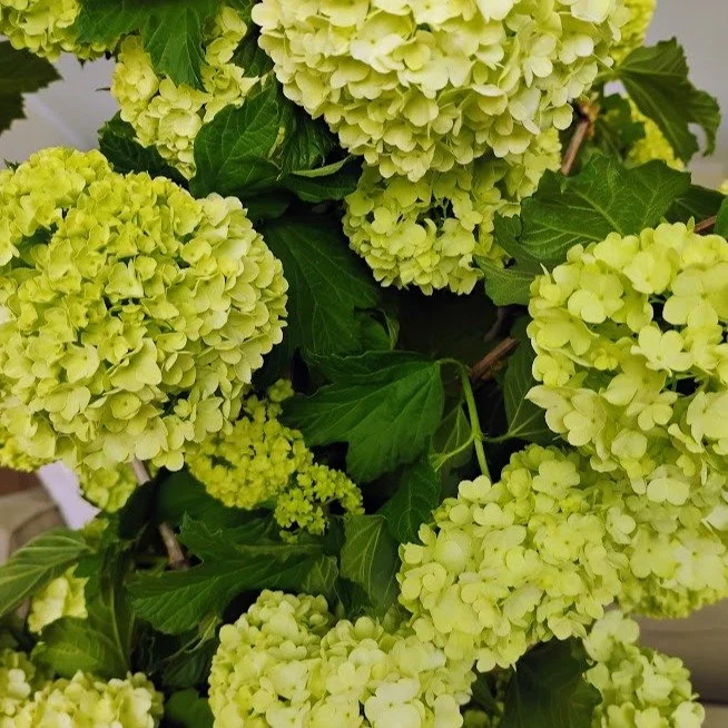 Snowball season came a tad early this year. One of my favorites.