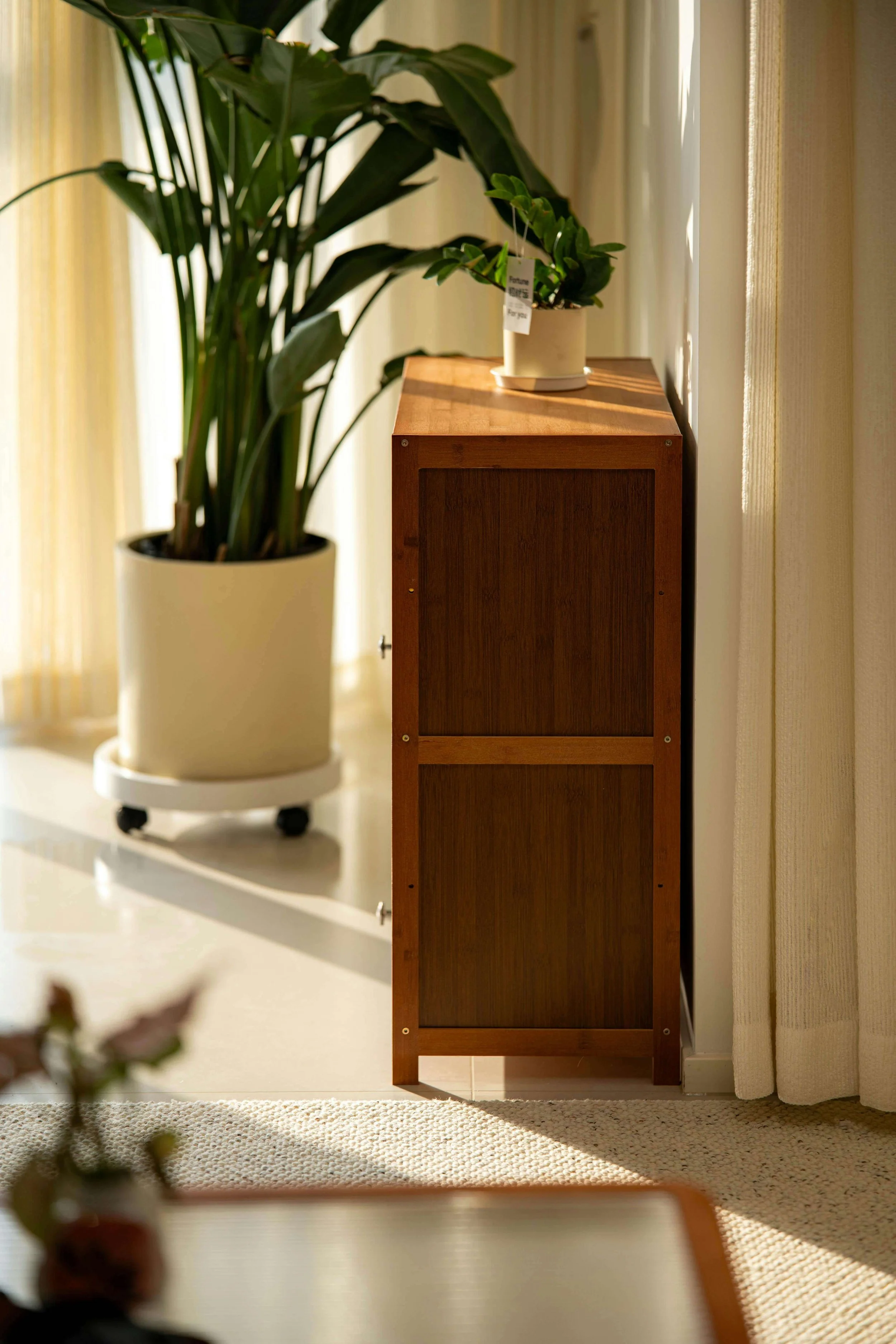 Minimalist home corner with houseplants and natural light.