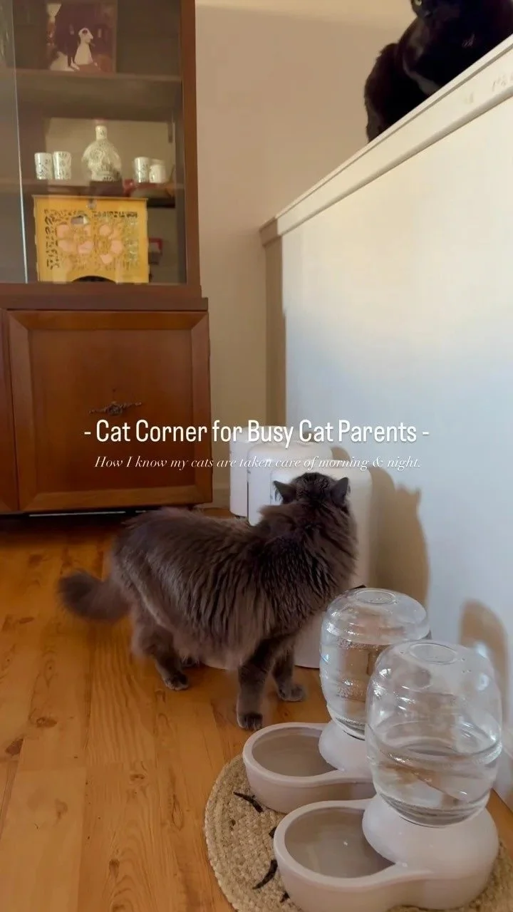 Cat Corner for Busy Cat Parents