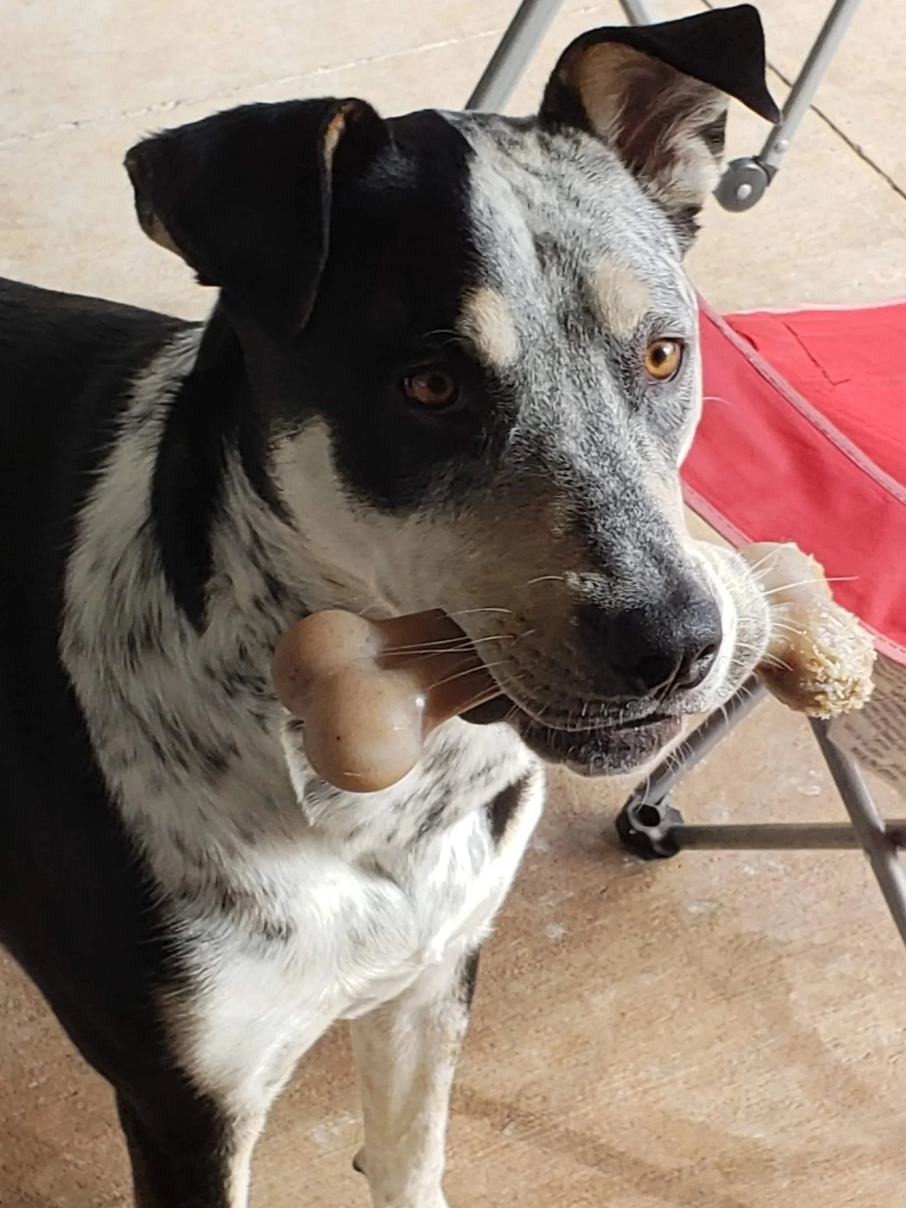 Dog with black, white, and gray fur holding a bone-shaped chew toy in its mouth, sitting on a tan floor next to a red chair.