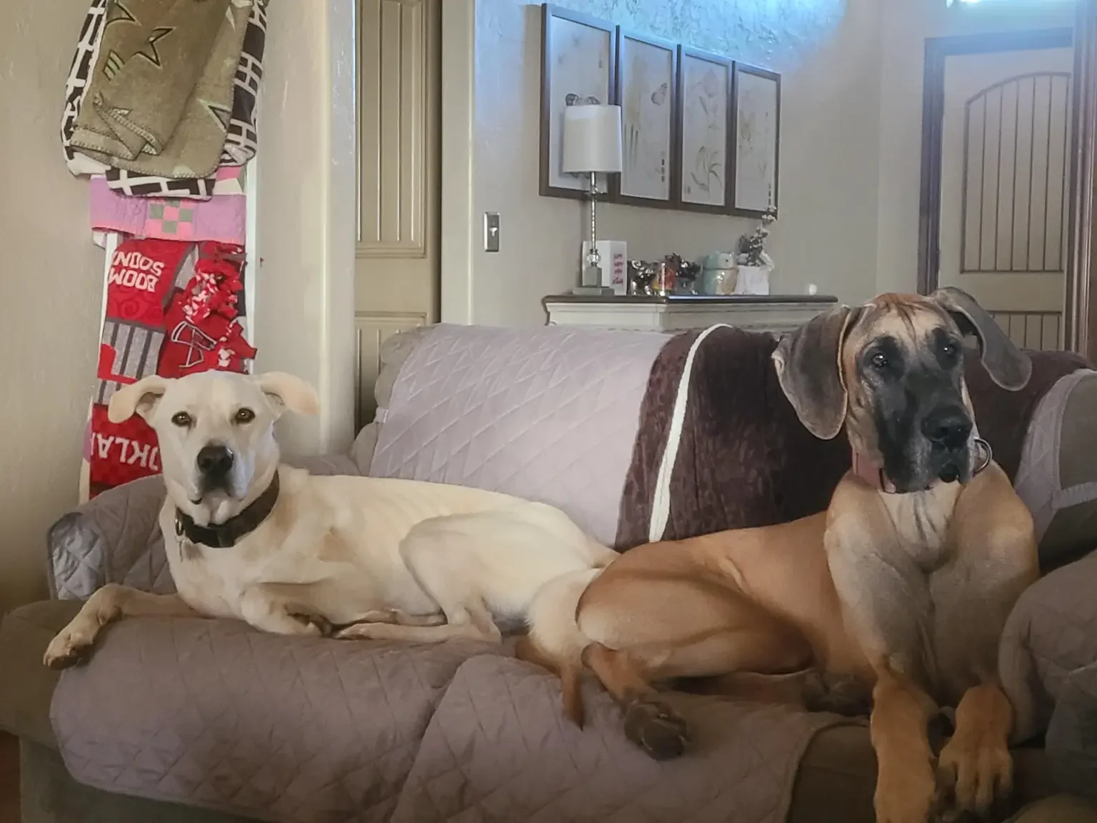 Overnight Dog Boarding