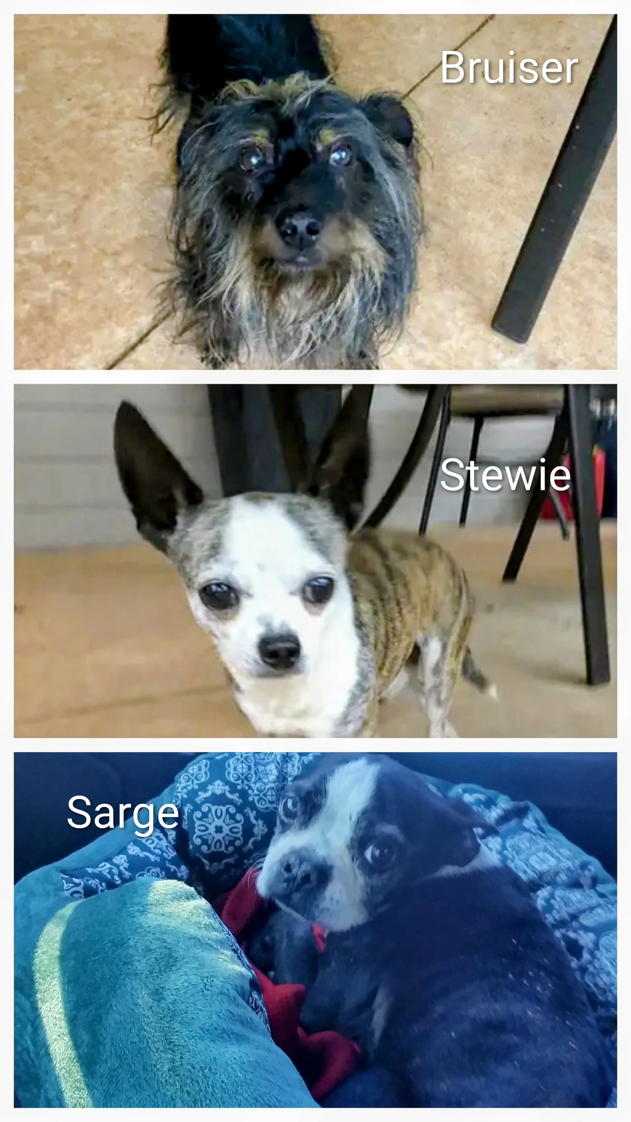 Three dogs: a scruffy black and tan dog named Bruiser looking up from a tiled floor, a small white and brindle dog with large ears named Stewie standing on a wooden floor, and a black and white dog named Sarge lying on a blanket with his head resting on a person's lap.