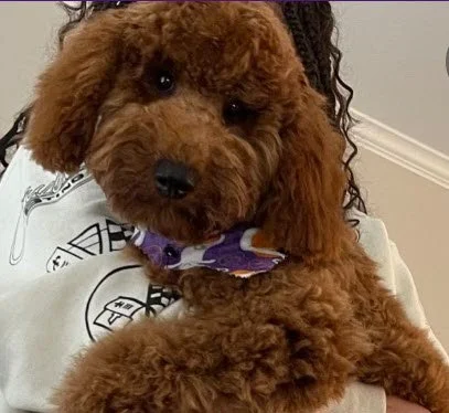 Meet the Sire: Teddy!