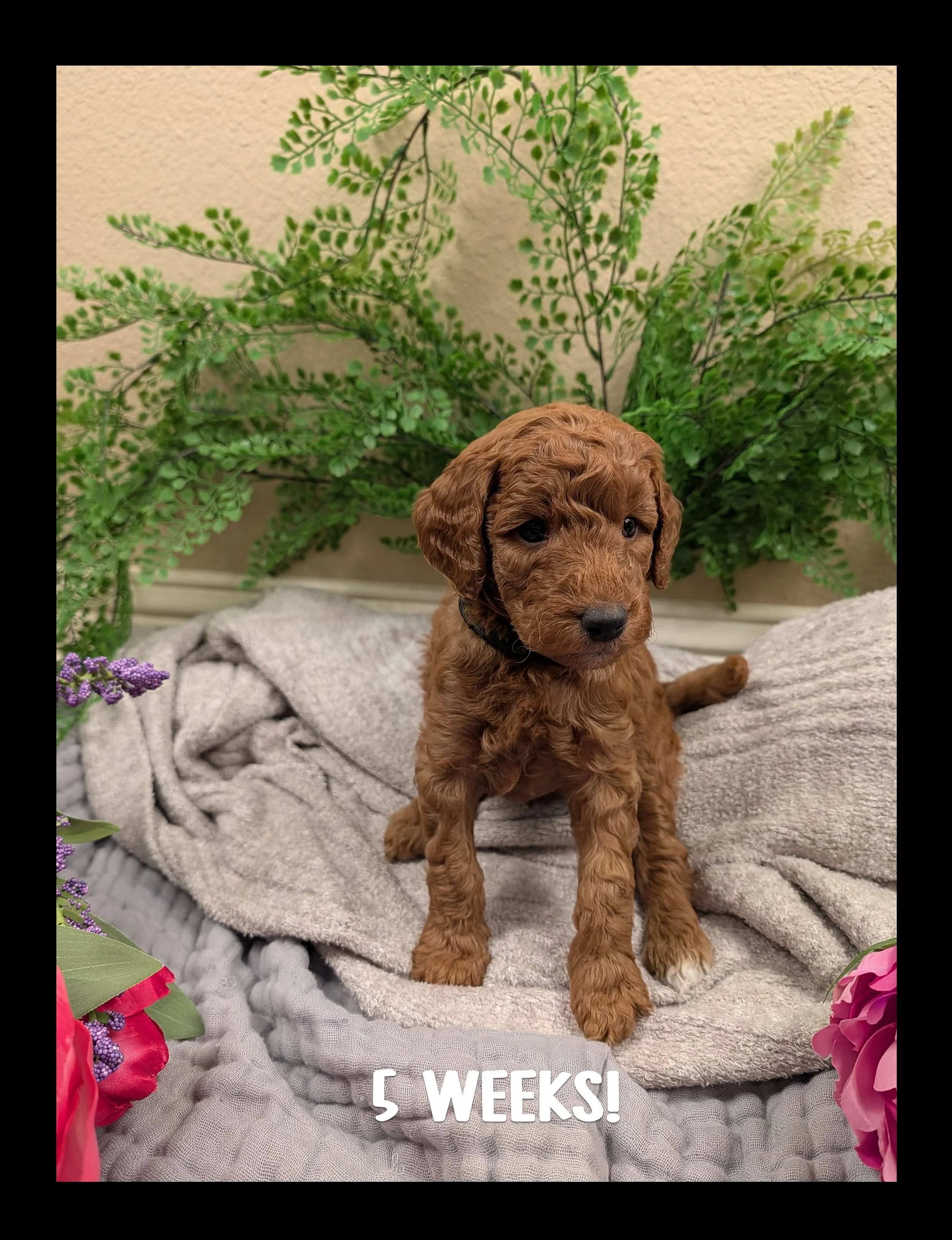 🌷 The "Spring Awakening" Puppy Bio: Bud (Reserved)