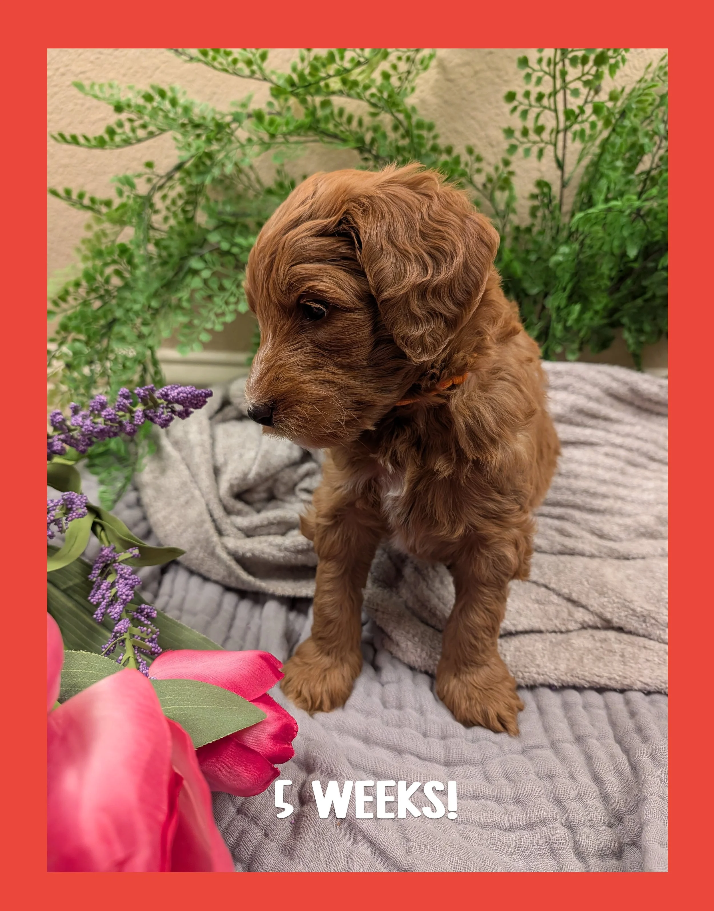 🌷 The "Spring Awakening" Puppy Bio: River (Reserved)