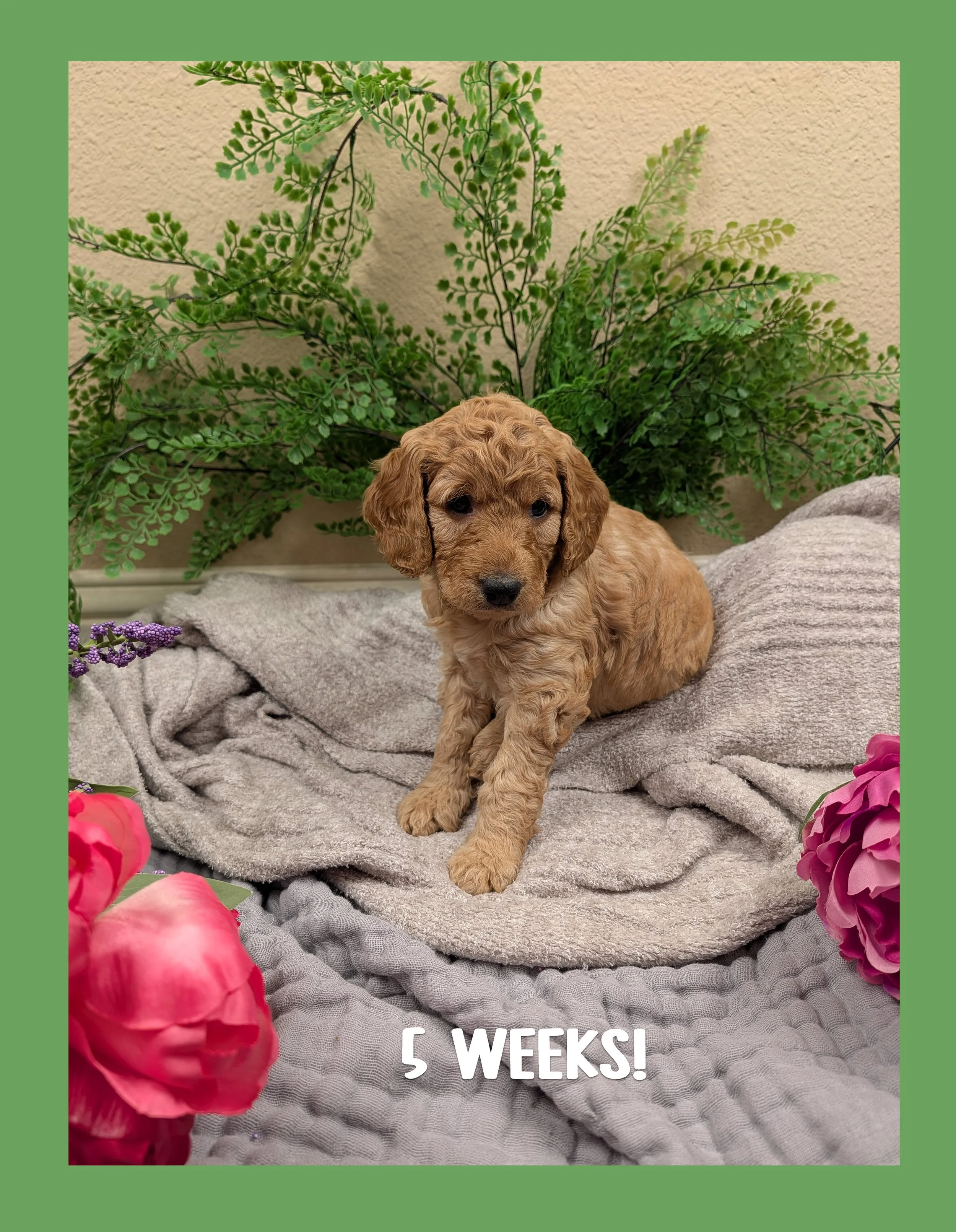 🌷 The "Spring Awakening" Puppy Bio: Birch (Available)